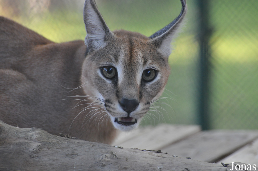 Caracal caracal schmitzi