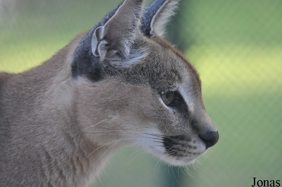 Caracal caracal schmitzi