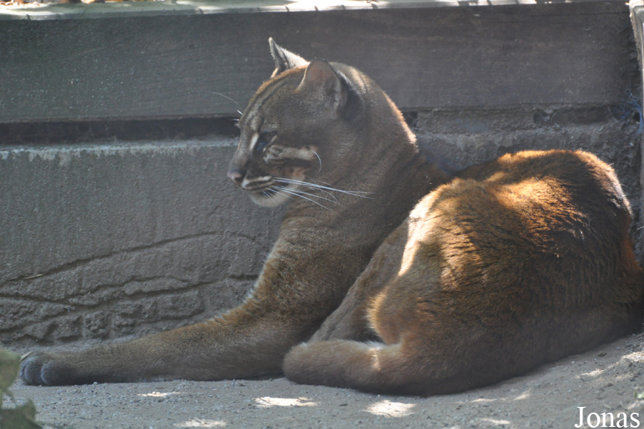 Catopuma temminckii temminckii