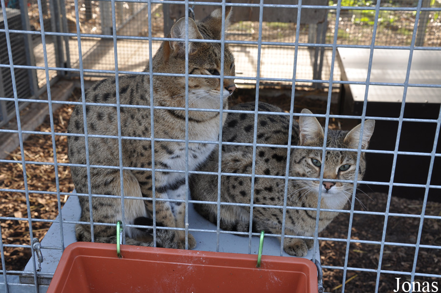 Felis chaus x Leptailurus serval