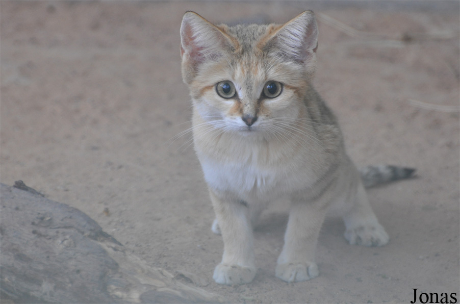 Felis margarita harrisoni