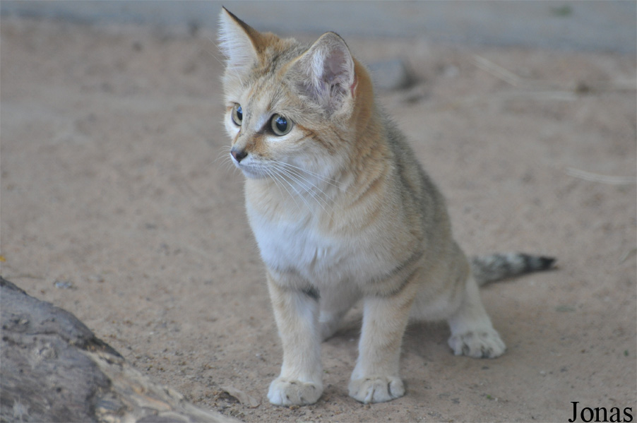 Felis margarita harrisoni