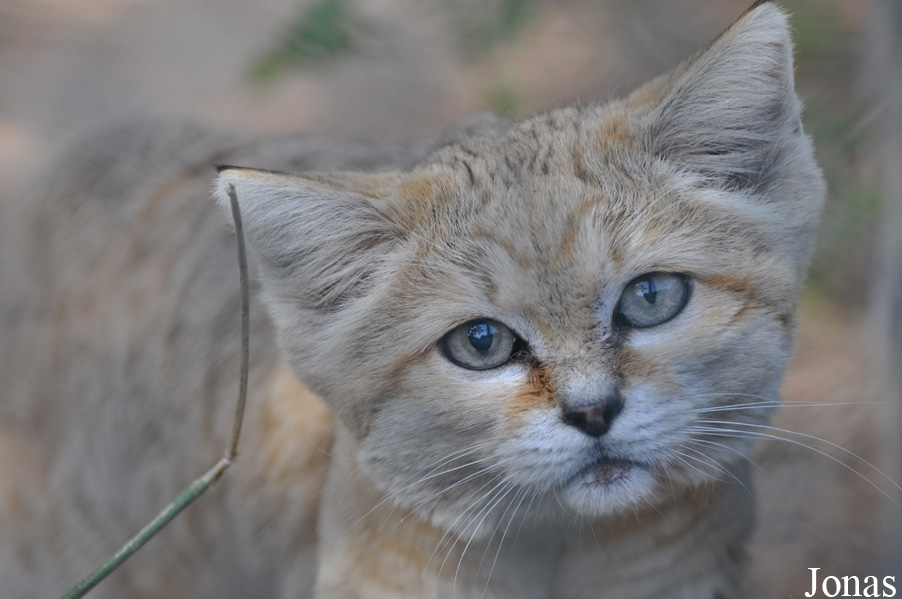 Felis margarita harrisoni