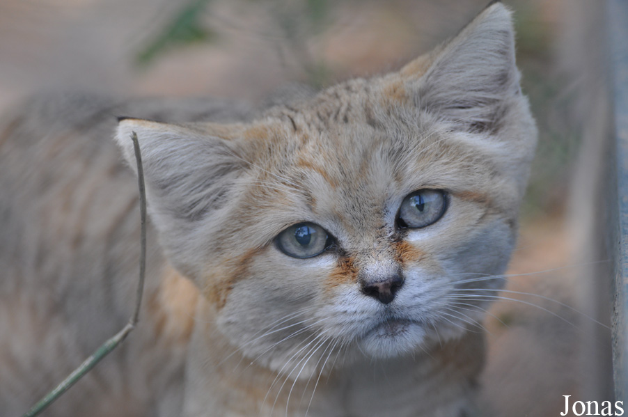 Felis margarita harrisoni