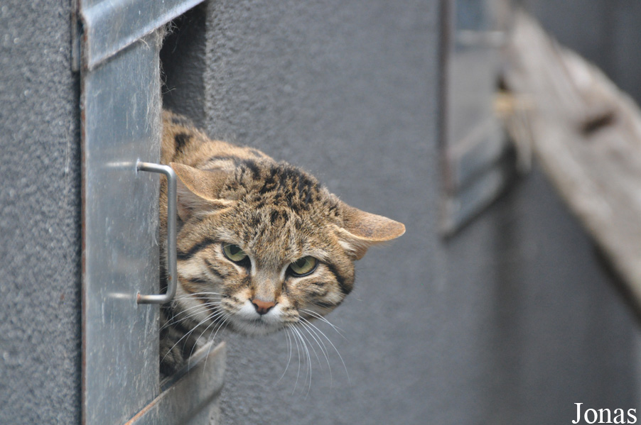 Felis nigripes