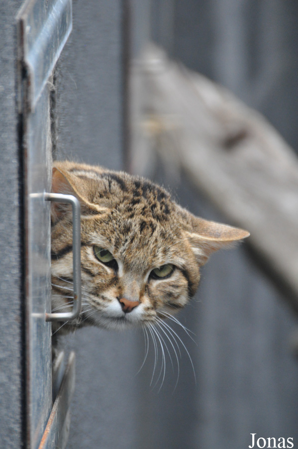 Felis nigripes