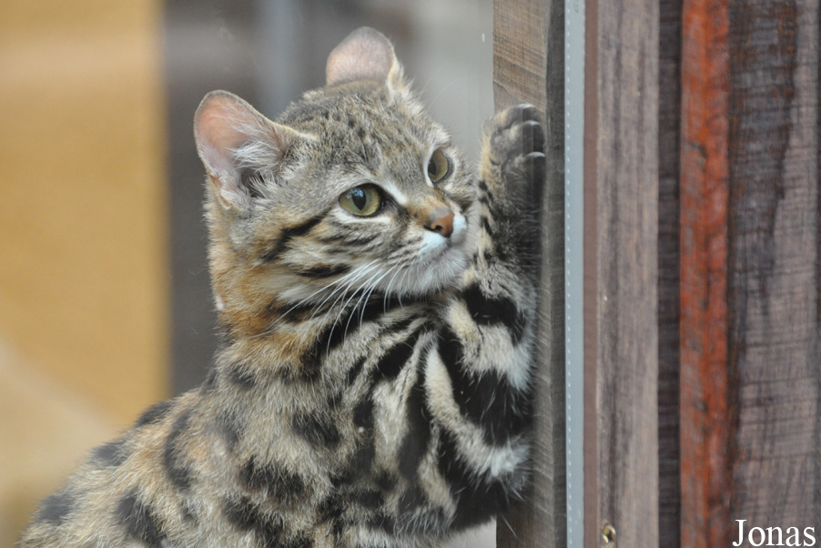 Felis nigripes