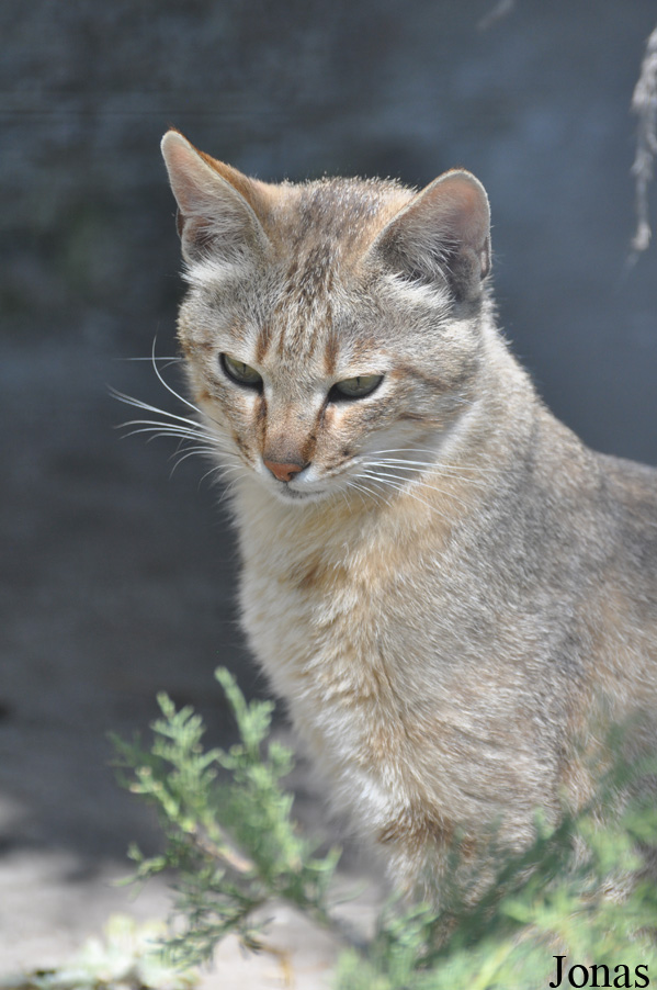 Felis silvestris