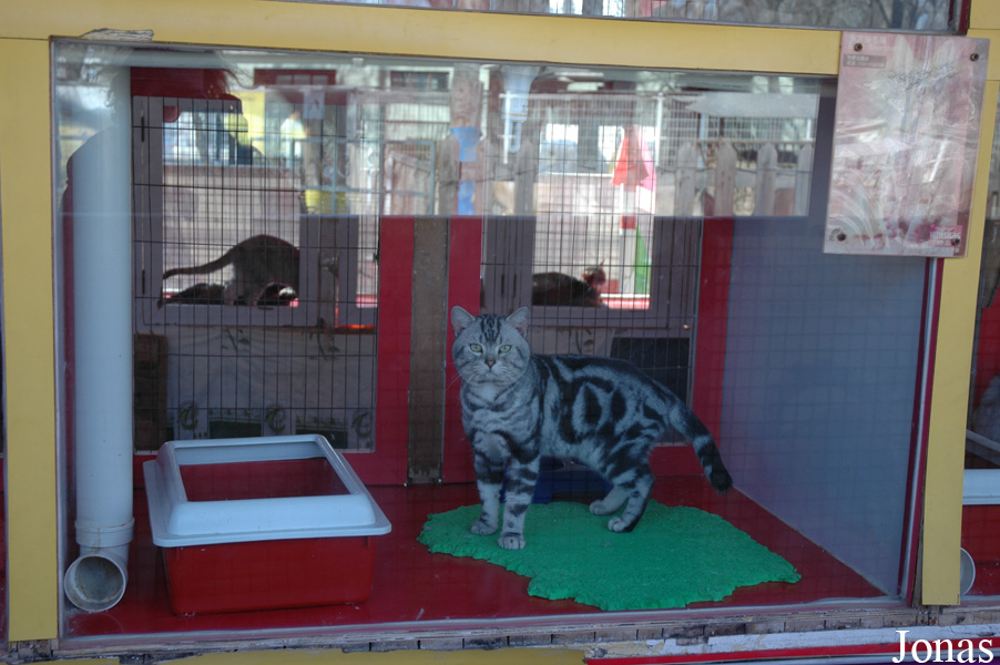 Felis silvestris catus