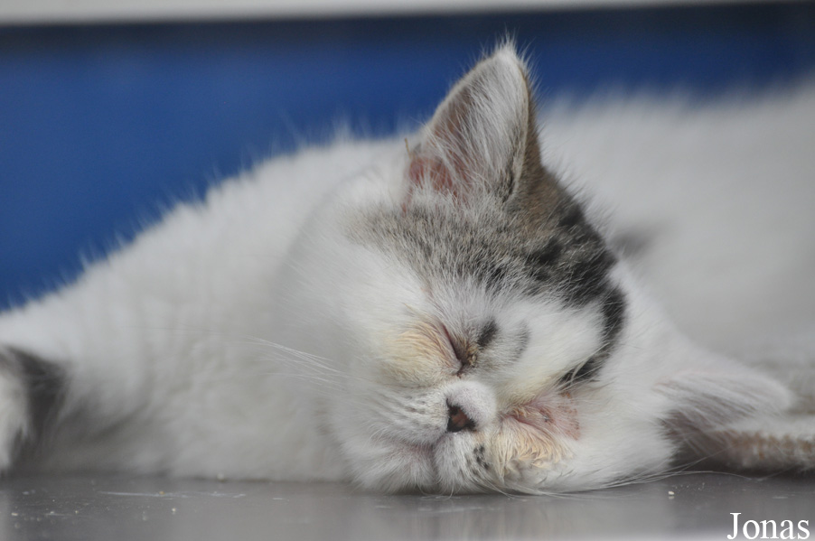 Felis silvestris catus