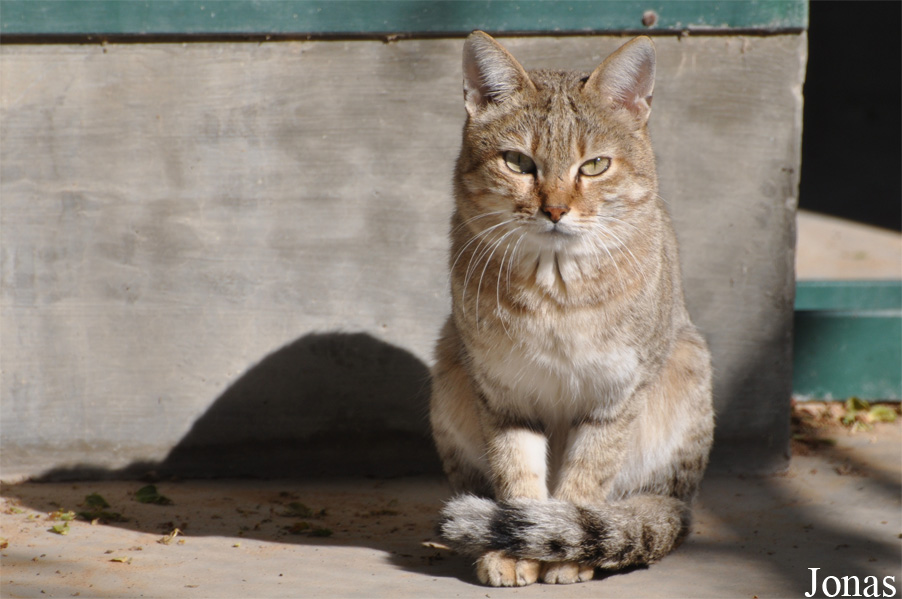 Felis silvestris gordoni