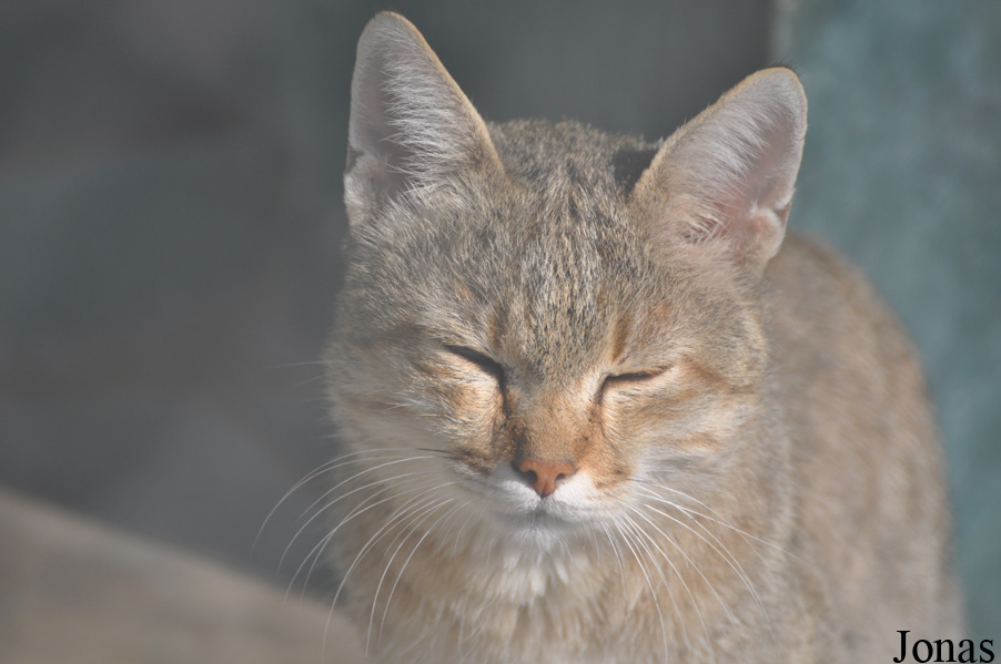 Felis silvestris gordoni