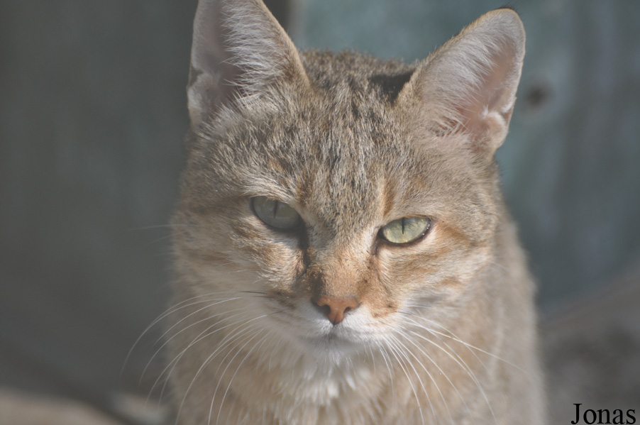 Felis silvestris gordoni