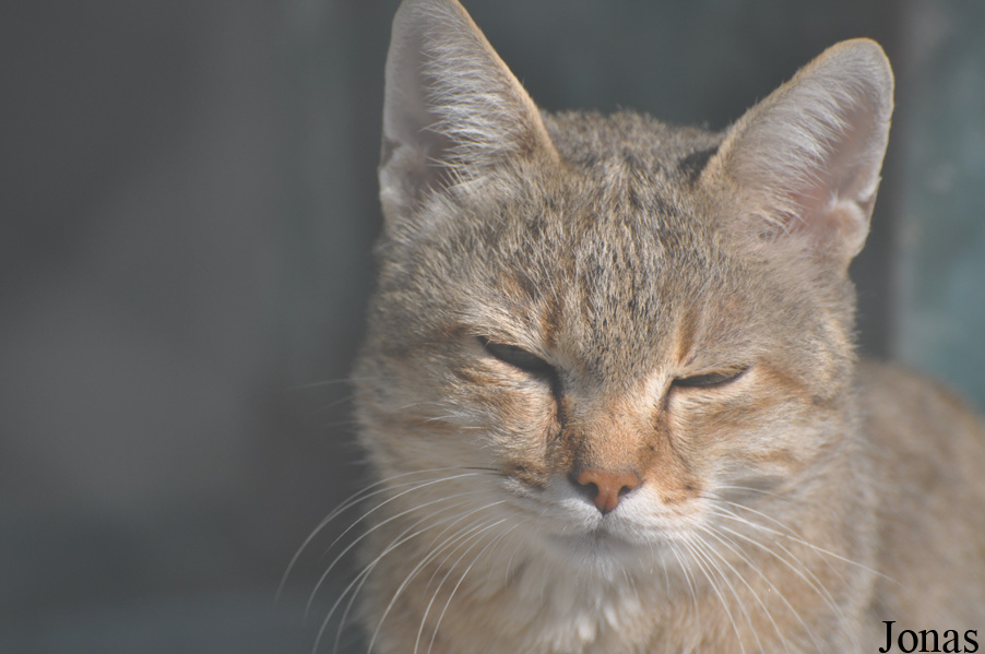 Felis silvestris gordoni