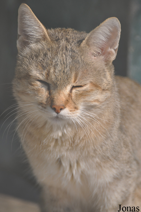 Felis silvestris gordoni