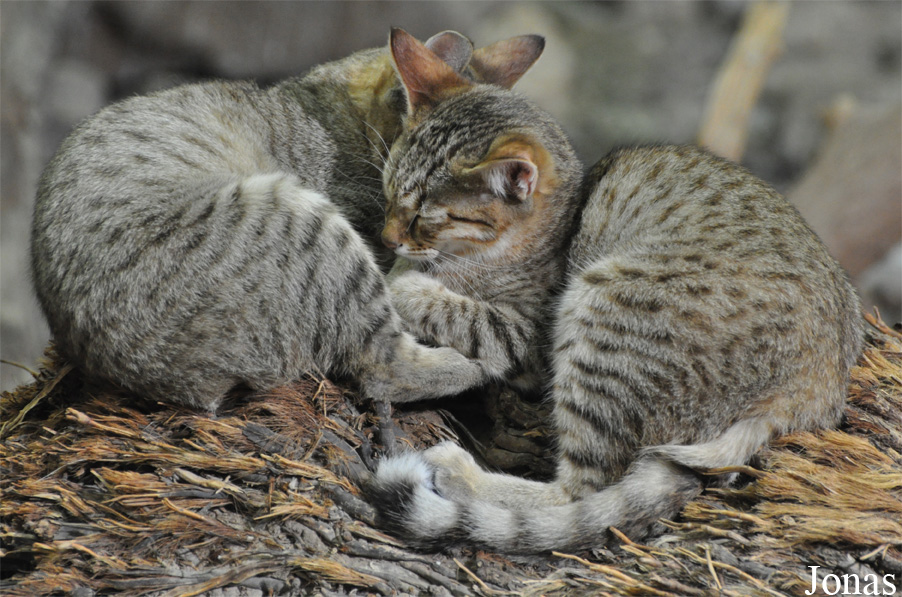 Felis silvestris gordoni
