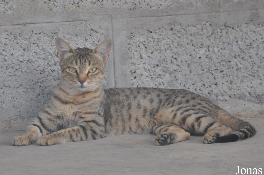 Felis silvestris gordoni