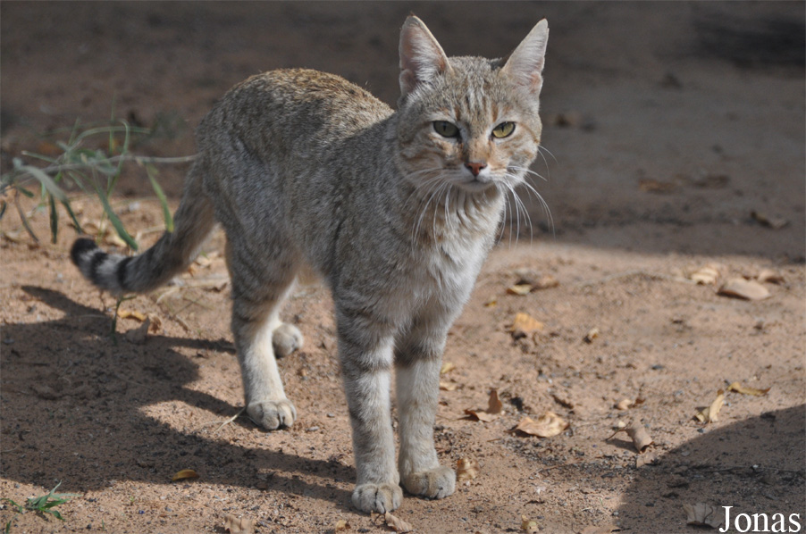 Felis silvestris gordoni