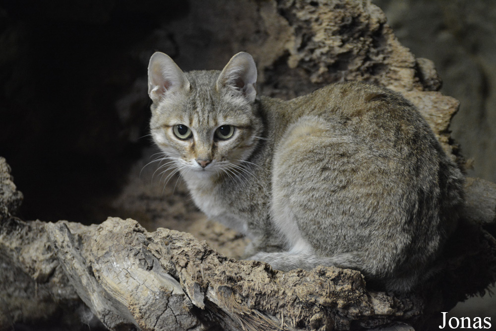 Felis silvestris gordoni
