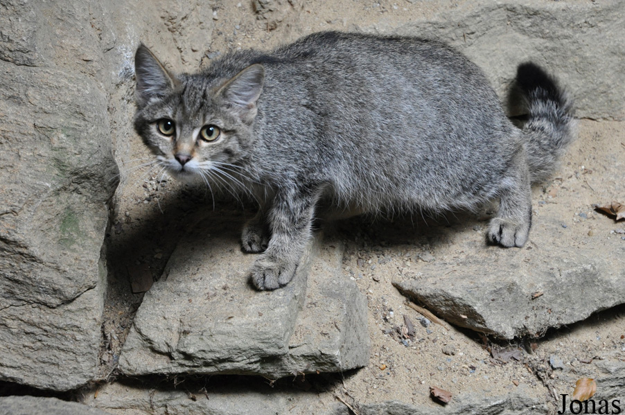 Felis silvestris silvestris