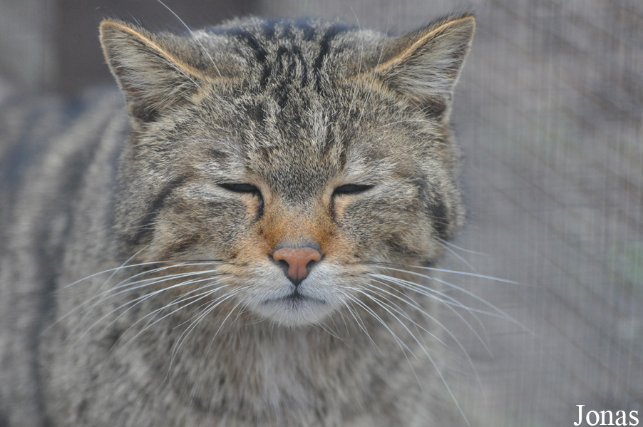 Felis silvestris silvestris