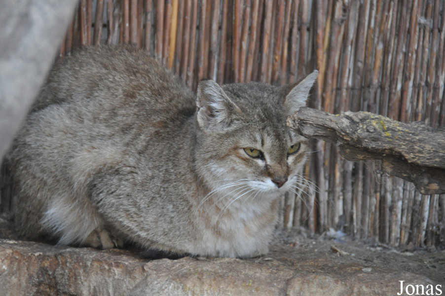 Felis silvestris tristrami