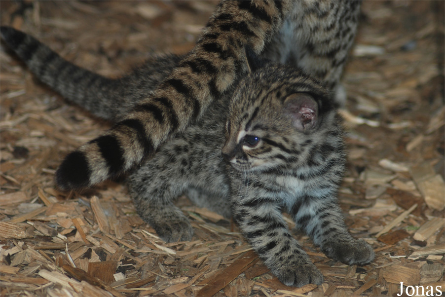 Leopardus geoffroyi