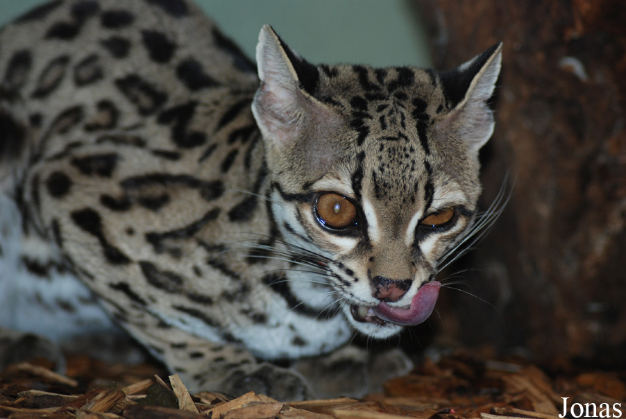 Leopardus wiedii yucatanicus
