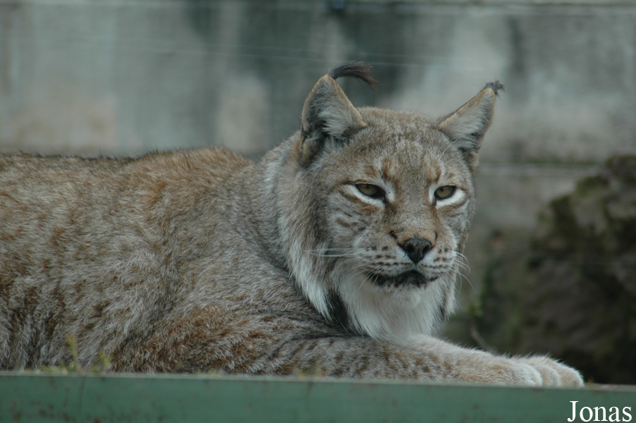 Lynx lynx