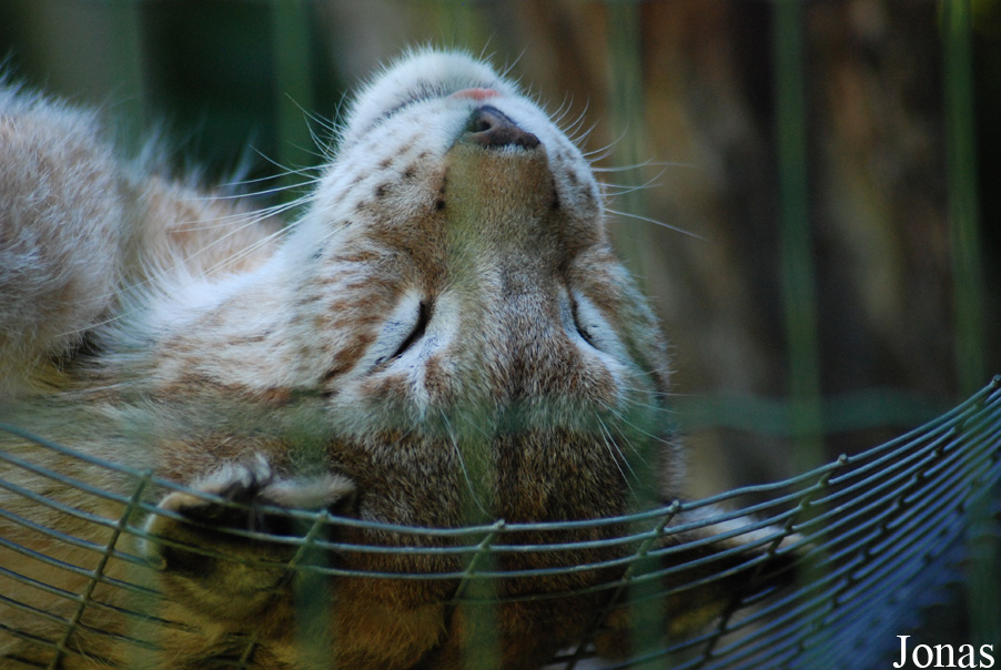 Lynx lynx
