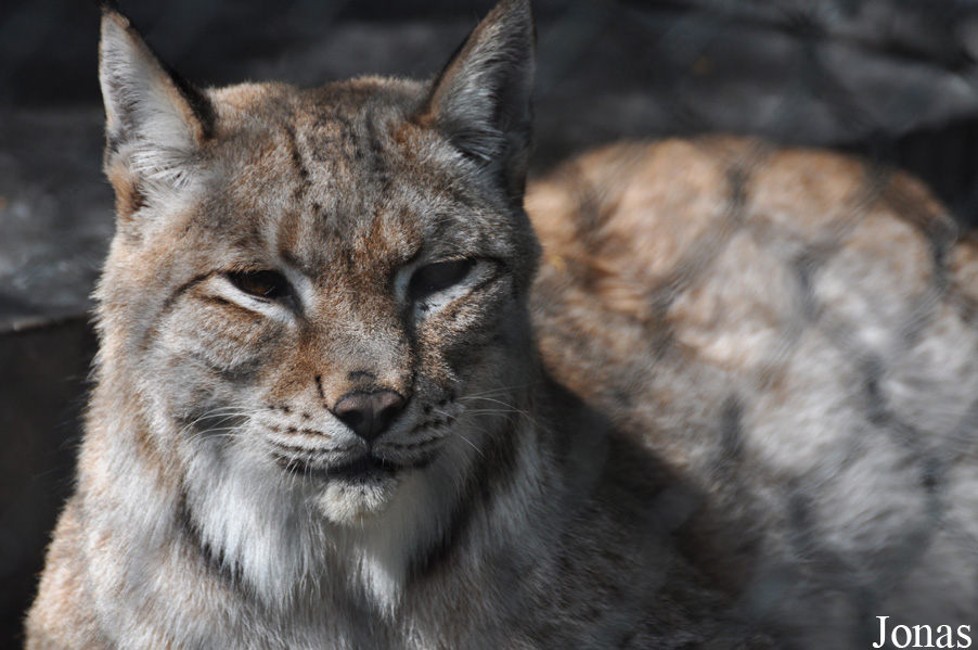Lynx lynx