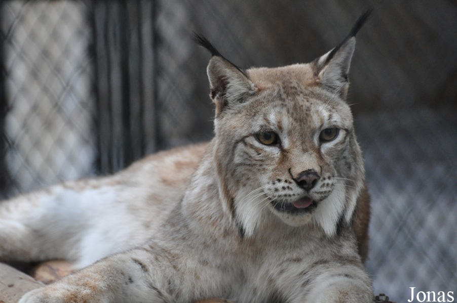 Lynx lynx