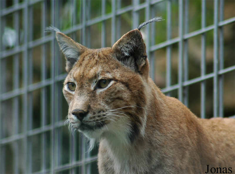 Lynx lynx
