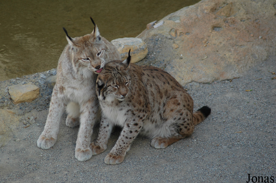 Lynx lynx