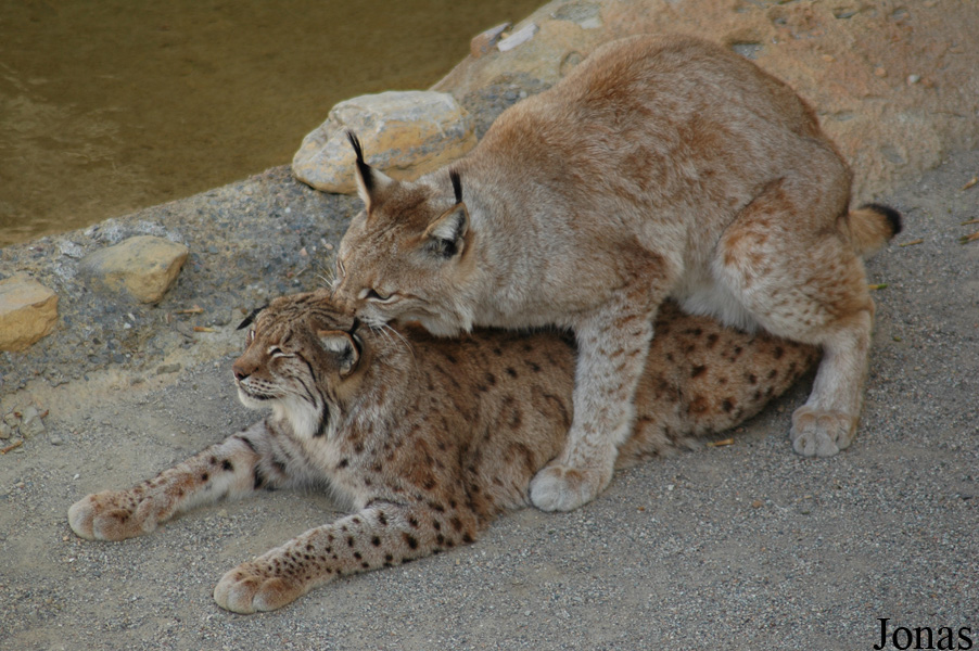 Lynx lynx