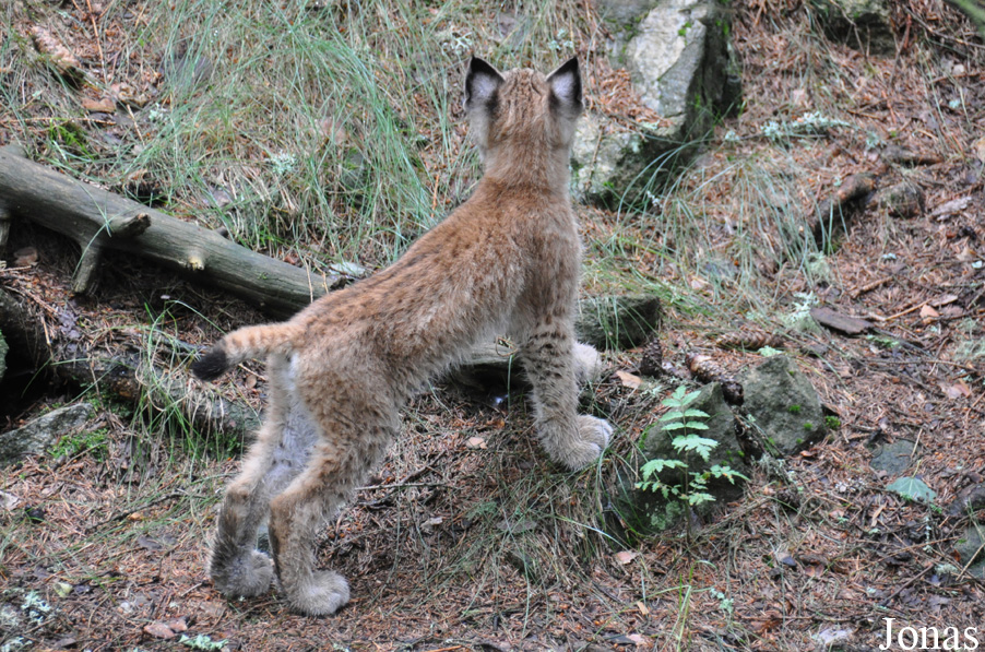 Lynx lynx lynx