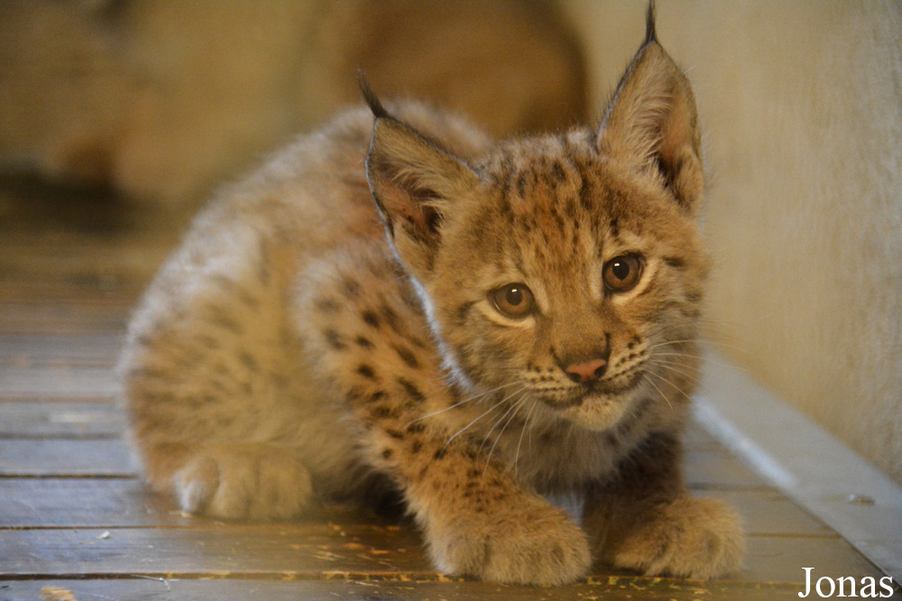 Lynx lynx lynx