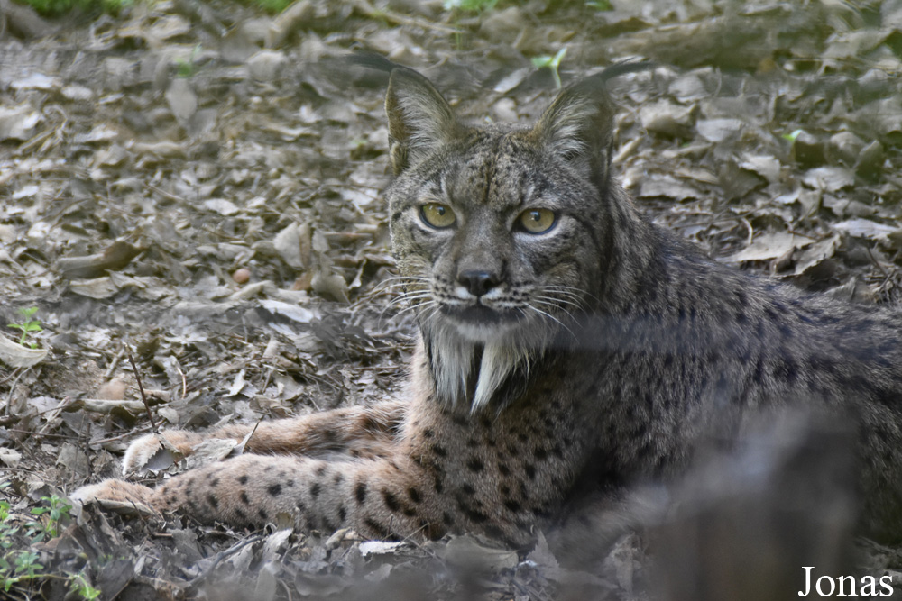 Lynx pardinus