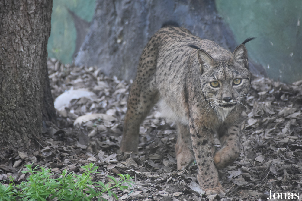 Lynx pardinus