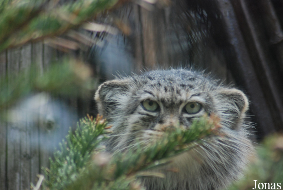 Otocolobus manul