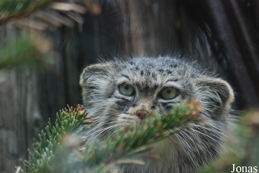 Otocolobus manul
