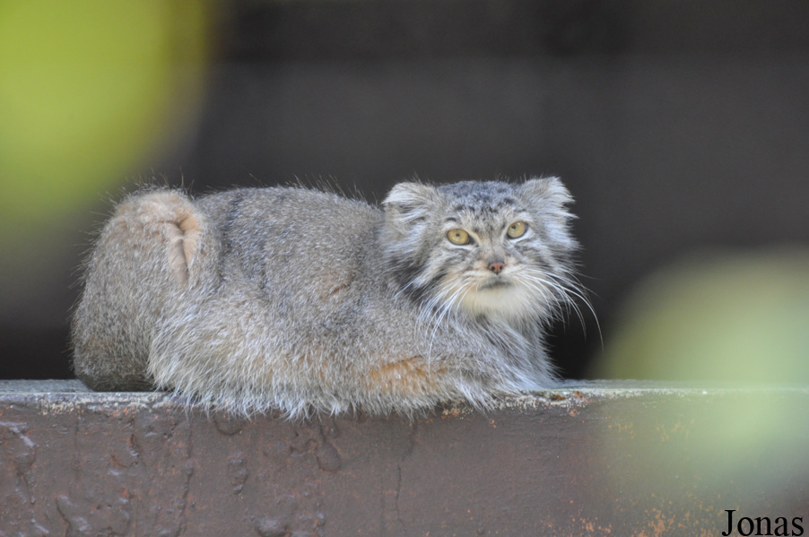 Otocolobus manul