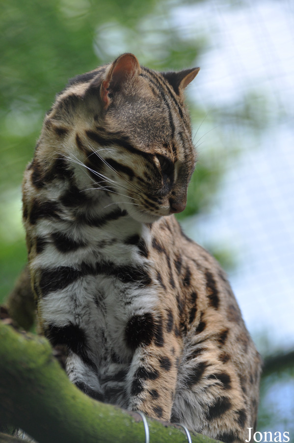 Prionailurus bengalensis bengalensis