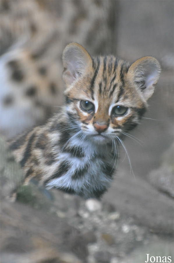 Prionailurus bengalensis bengalensis