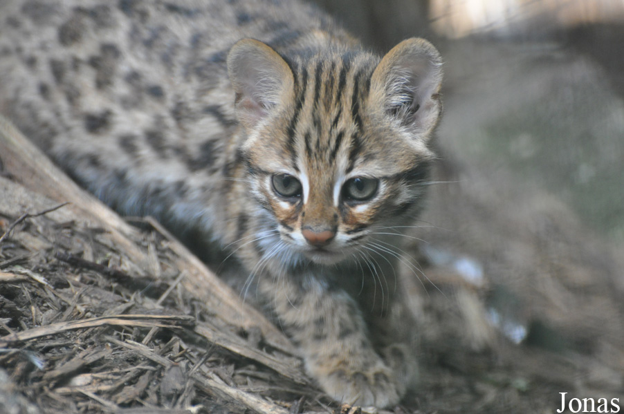 Prionailurus bengalensis bengalensis