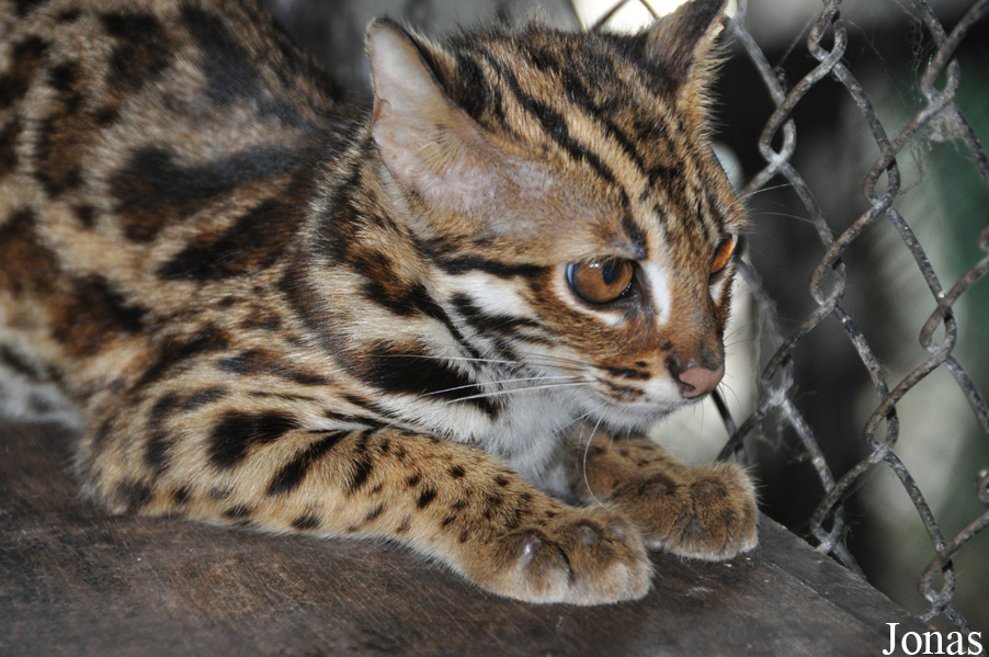 Prionailurus bengalensis bengalensis