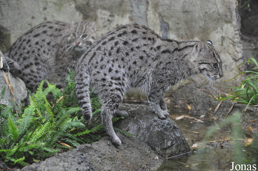 Prionailurus viverrinus