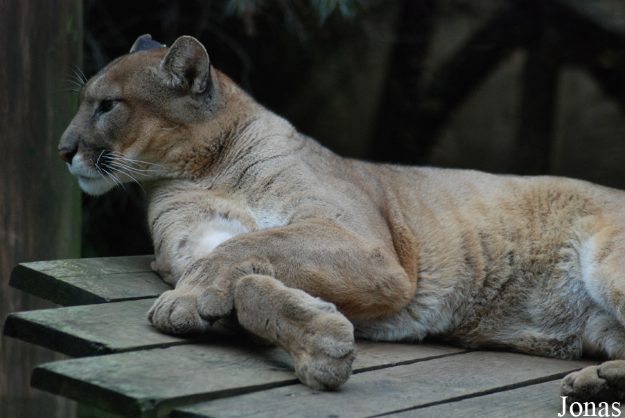 Puma concolor