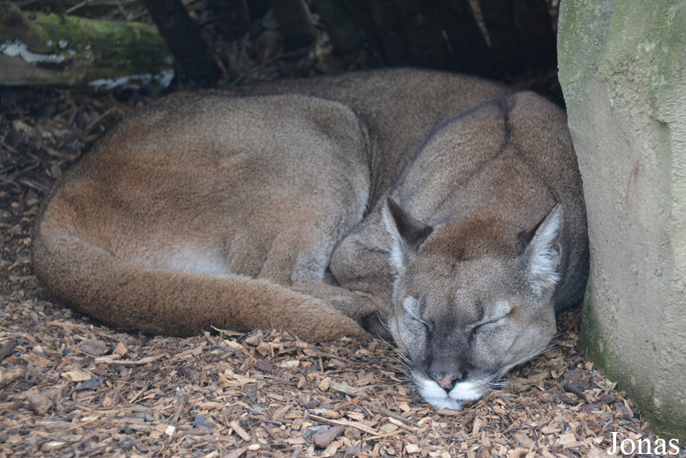 Puma concolor