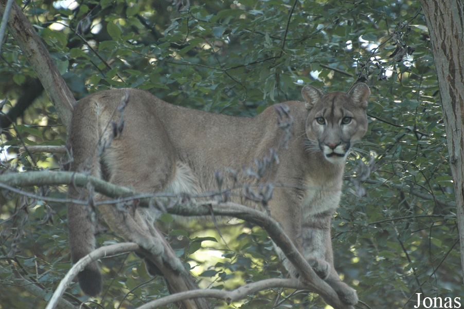 Puma concolor